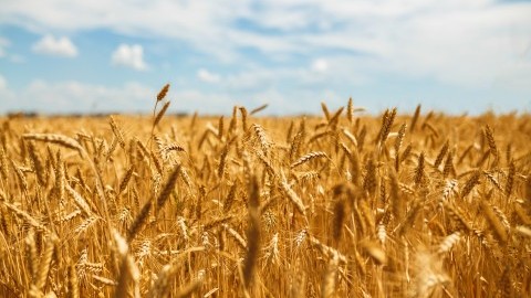 WASDE update: USDA’s first crop estimates for 2023/24