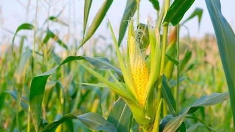 WASDE update: Higher corn output from Ukraine
