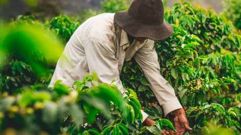 Coffee companies urged to step up efforts to tackle sector’s sustainability issues