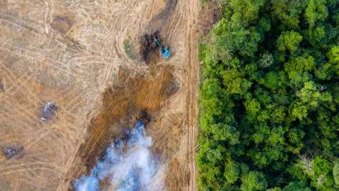 Food companies under pressure to source deforestation-free products under new EU law