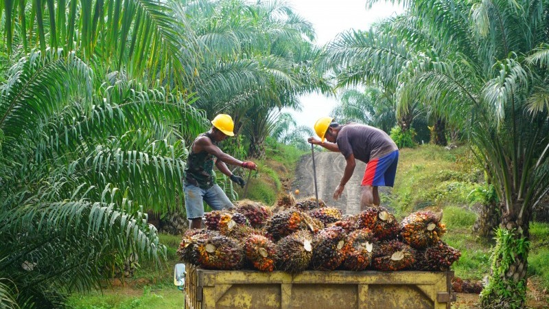 Indonesia: Trade Surplus Widens Again As Palm Oil Exports Resume ...