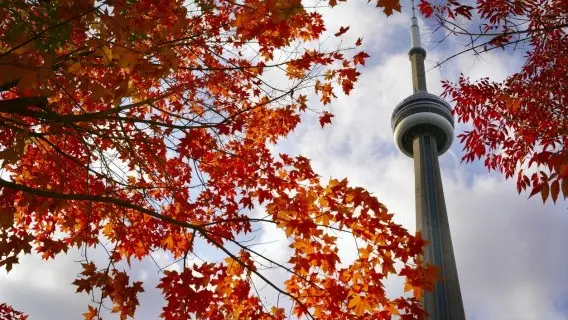 170525-image-canadaleaves.jpg