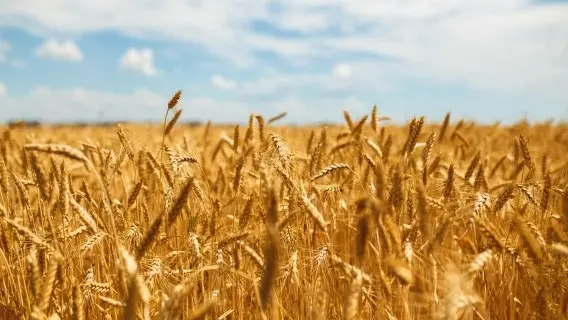 200318-image-wheat.jpg