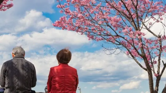 An elderly couple celebrating a cherry-blossom viewing