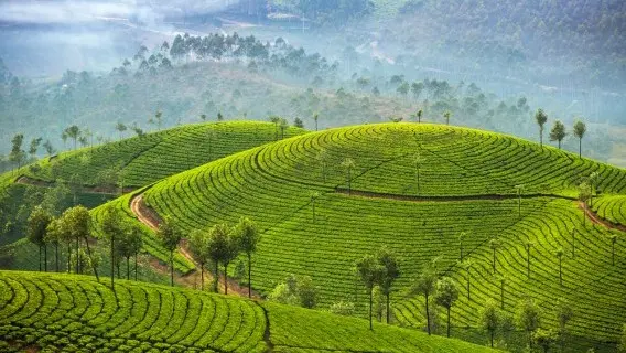 260418-India-agriculture-farming-tea