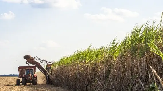 310118-image-commodities-sugar-harvest.jpg