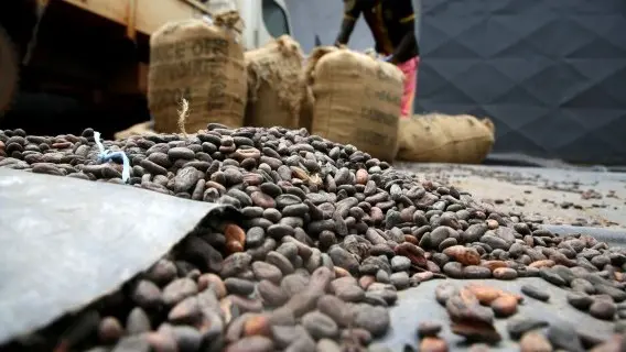 Cocoabeans.jpg