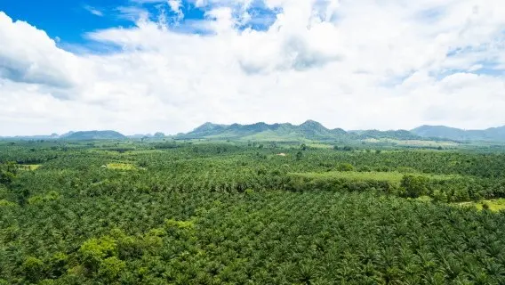 Bio diesel plant growth in Indonesia, Malaysia