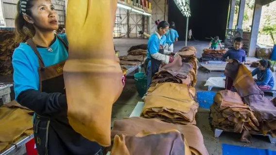 Rubber production in Thailand