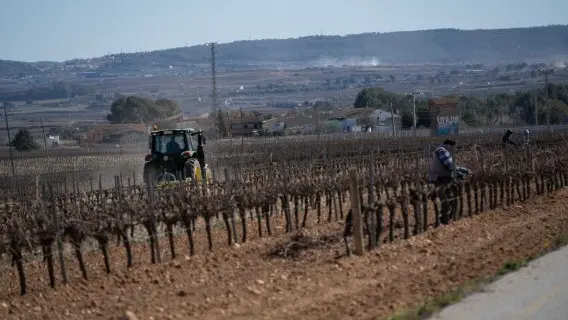 Vineyards in the wine region of Penedès in Spain suffered this year due to severe drought in Catalonia