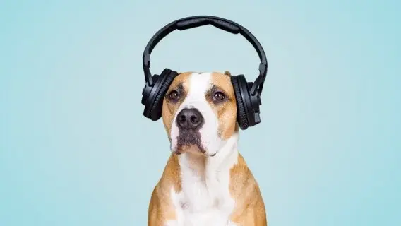 noise dog
