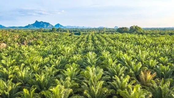 The last month has seen palm oil prices tumble from recent highs