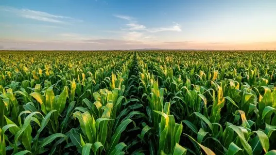Uncertainty over broader trade policy is unlikely to help sentiment through 2025