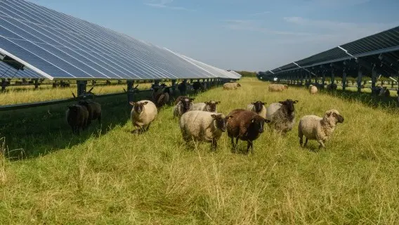 Agrivoltaics in action, where farming and clean energy share the land