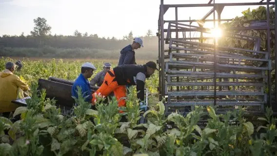 Workers harvest tobacco at Fejerto Cooperative in Ofeherto, Hungary