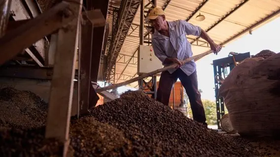 Drought has hit coffee production across Brazil as this farmer in Sao Paulo knows all too well