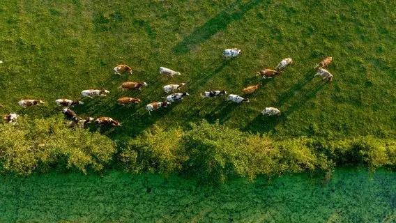 Many dairy companies have taken important steps on the long road towards becoming net zero, but we think there's still some way to go
