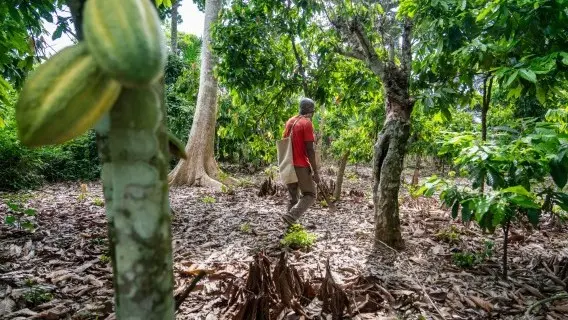 Cocoa farm, Ghana