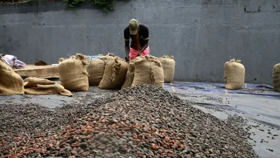 A farmer works with cocoa beans at a farm in Adzope town, Ivory Coast, the world's largest producer of cocoa