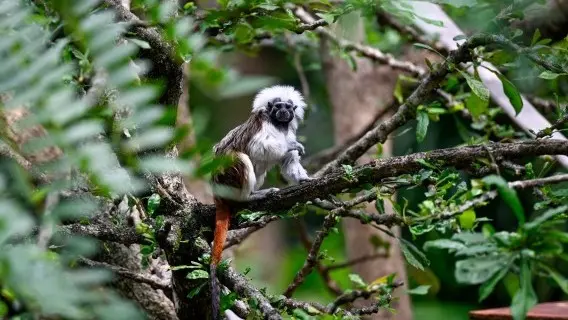 A cotton-top tamarin is pictured at the Cali Zoo in Colombia, where COP16 was held last week