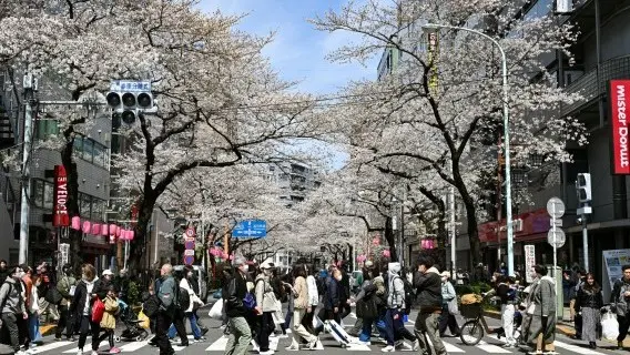 Inflation has decelerated in Japan but robust activity data points to a June rate hike