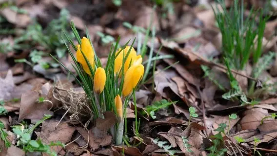 Crocuses flowering in Berkshire bring a welcome sign that spring is on the way