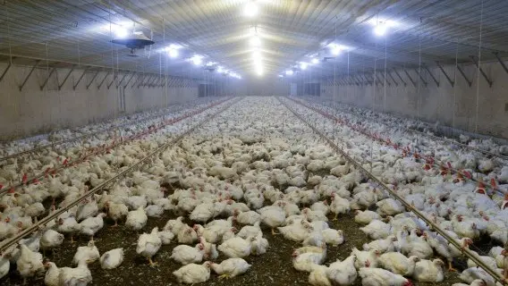 A chicken farm in Georgia, USA.