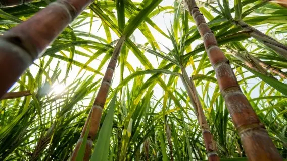 sugar cane
