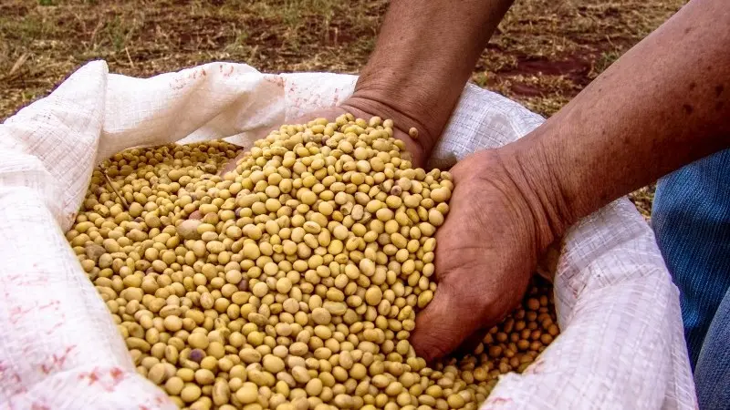 Soybeans to remain the trade hostage
