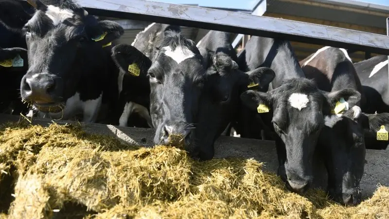 Why the dairy industry will struggle to meet the EU’s organic targets 