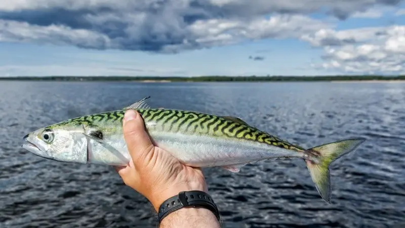 Catch of the week