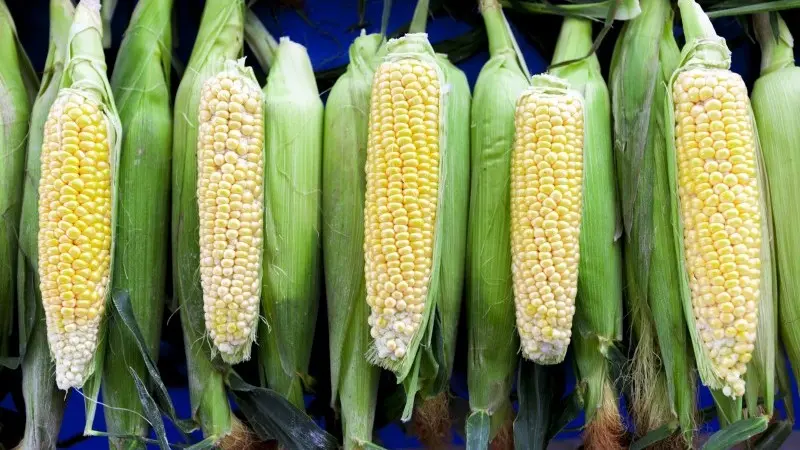 WASDE update: Corn and soybean markets tighten