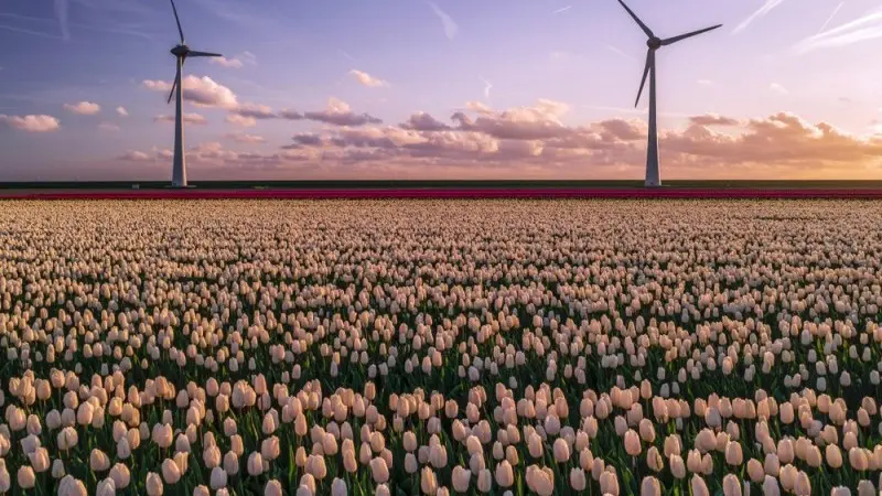 The Netherlands: Domestic momentum stays