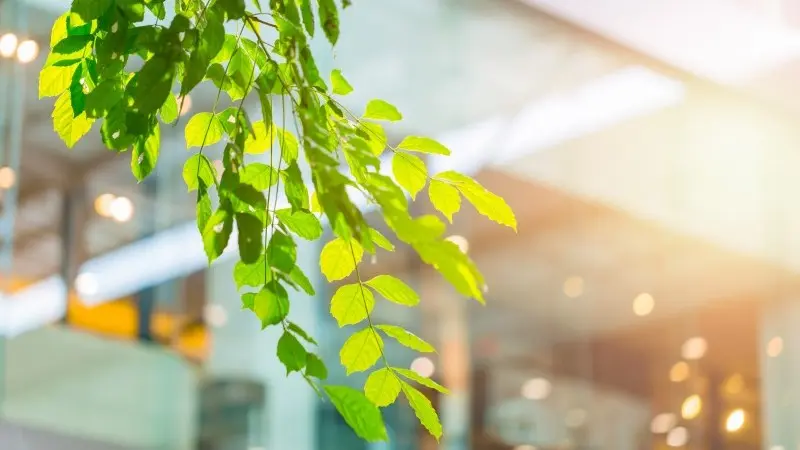 Green asset ratios: What’s in store for banks?