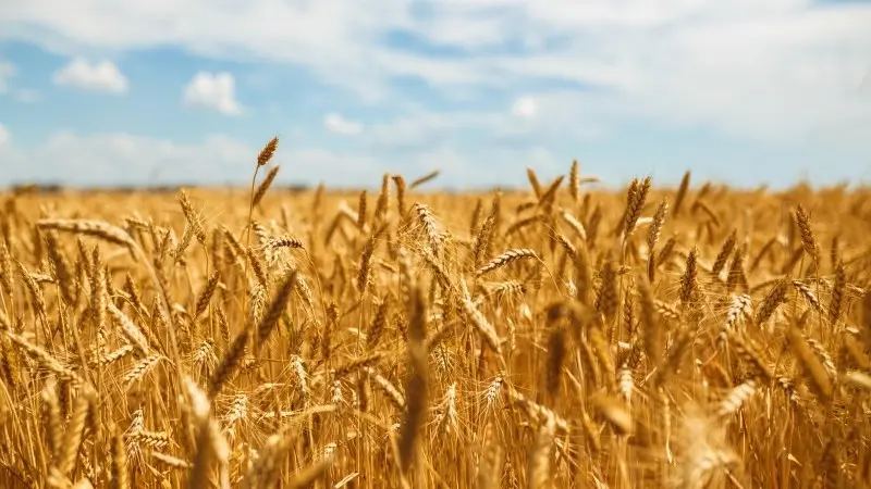 WASDE update: Better supply prospects for wheat and corn 