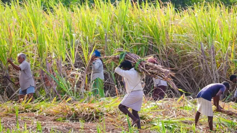 Global sugar surplus depends on India