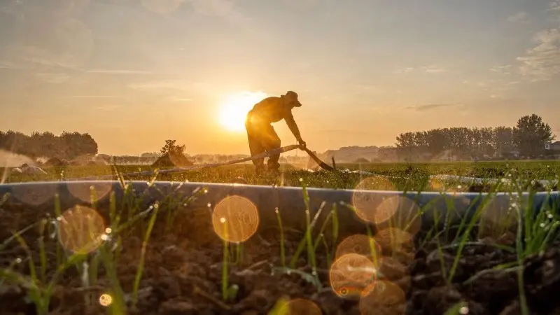 Tighter wheat means higher prices