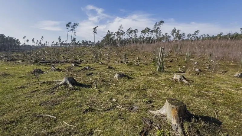 Much needed EU Deforestation Regulation encounters serious setback 