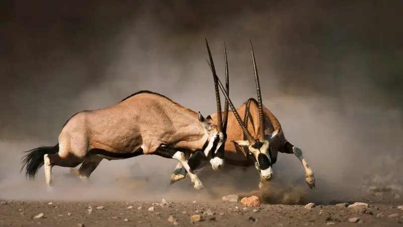 FX Talking: Survival of the fittest 