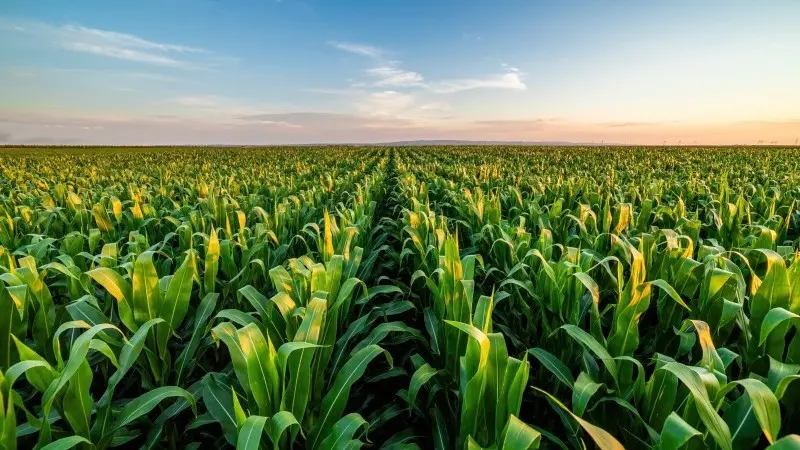 Why the corn market is set to tighten