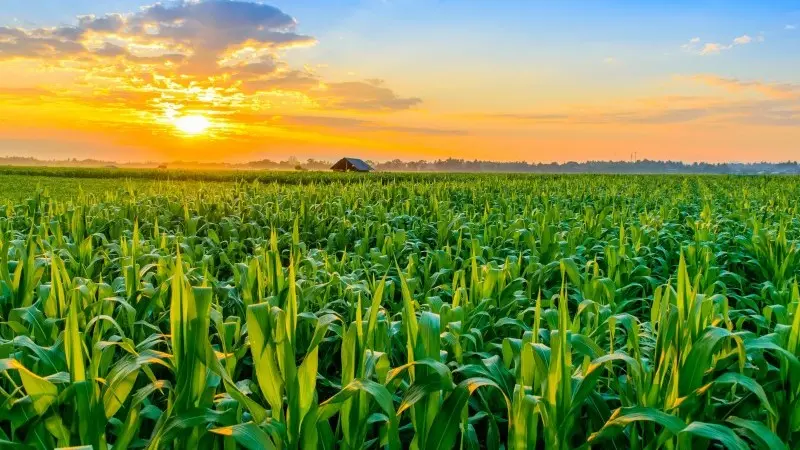 WASDE update: Bearish release weighs on grains