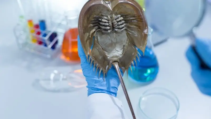 The EU's endless drug shortage, its fragile supply chains and the bizarre crab connection 