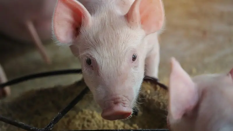The Feed Factor: Why meat companies are looking at feed to reduce emissions