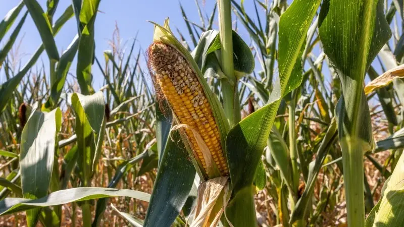 Climate change adaptation pressure heats up for food and agriculture companies