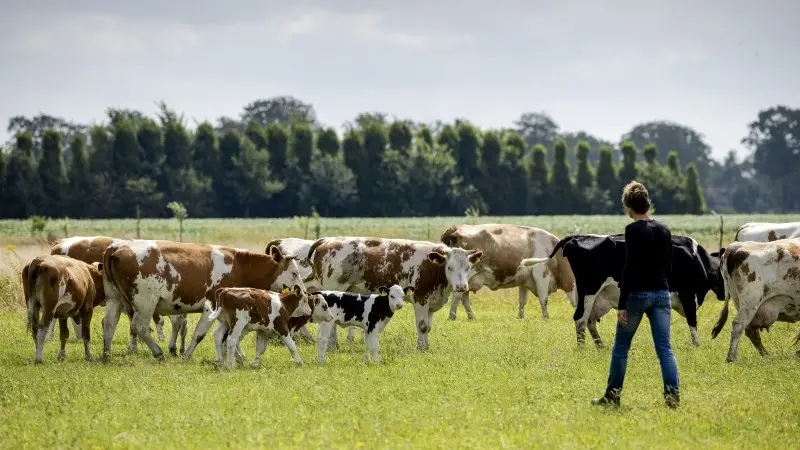 Why the EU's new agri-focused Vision matters for the food industry