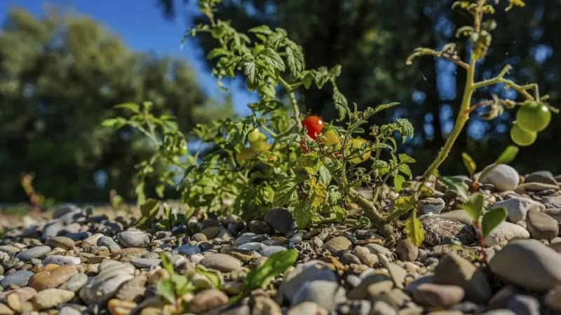 AI Monthly: AI’s green thumb raises bigger questions for agriculture