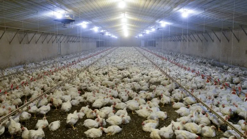 US Food and Agri trade deficit still key in future talks with EU