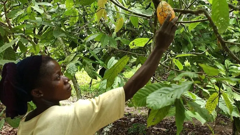 Astonishingly high cocoa prices set to continue as deficit concerns grow